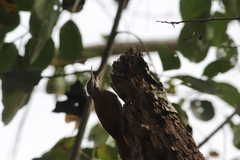 Lepidocolaptes angustirostris