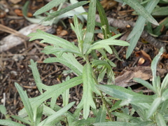 Artemisia ludoviciana
