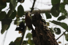 Lepidocolaptes angustirostris