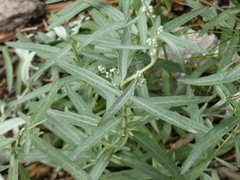 Artemisia ludoviciana
