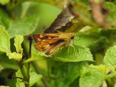 Hylephila phyleus