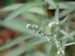 Artemisia ludoviciana