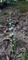 Spiranthes tuberosa