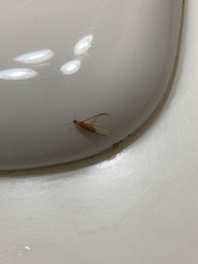 Kalotermitidae