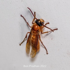 Provespa barthelemyi