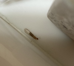 Kalotermitidae