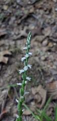 Spiranthes tuberosa