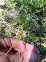 Carex flava