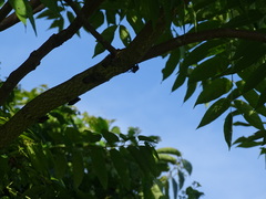 Lycorma delicatula