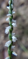Spiranthes tuberosa
