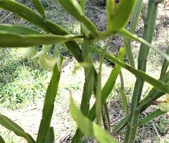 Carmichaelia williamsii