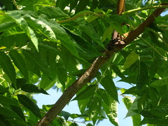 Lycorma delicatula