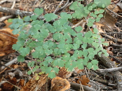 Thalictrum fendleri