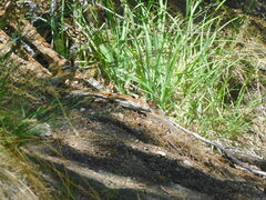 Callospermophilus lateralis