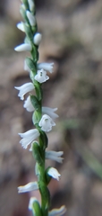 Spiranthes tuberosa