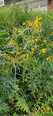 Senna hebecarpa