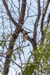 Acanthiza uropygialis