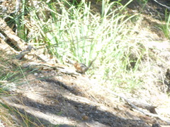 Callospermophilus lateralis