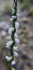 Spiranthes tuberosa