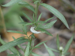 Artemisia ludoviciana