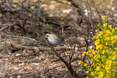 Acanthiza uropygialis