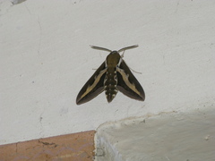 Hyles gallii