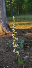 Spiranthes tuberosa