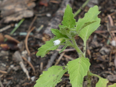 Solanum physalifolium