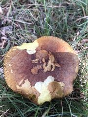 Aureoboletus innixus