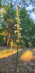Spiranthes tuberosa