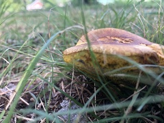 Aureoboletus innixus