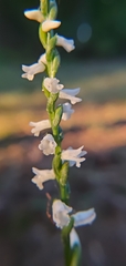 Spiranthes tuberosa