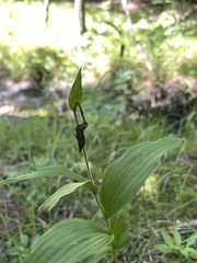 Cypripedium parviflorum