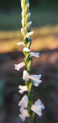 Spiranthes tuberosa