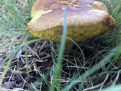 Aureoboletus innixus