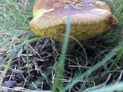 Aureoboletus innixus