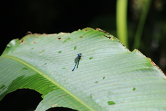 Argia medullaris