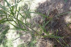 Carmichaelia williamsii