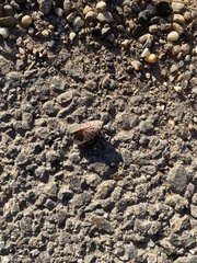 Lycorma delicatula