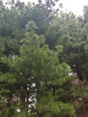 Pinus densiflora