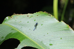 Argia medullaris