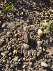 Lycorma delicatula