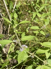 Mentha canadensis