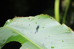 Argia medullaris