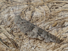 Oedipodinae
