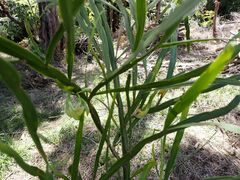 Carmichaelia williamsii