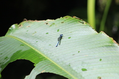 Argia medullaris