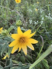 Helianthus strumosus