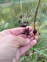 Bolboschoenus maritimus