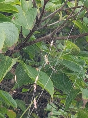 Trichonephila clavata